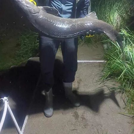 Nyaraló Dom Letniskowy Do Wynajecia Z Wlasna Przystania Nad Rzeka Narew - Linia Brzegowa Dzbenin