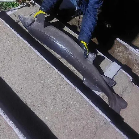 Dom Letniskowy Do Wynajecia Z Wlasna Przystania Nad Rzeka Narew - Linia Brzegowa Dzbenin